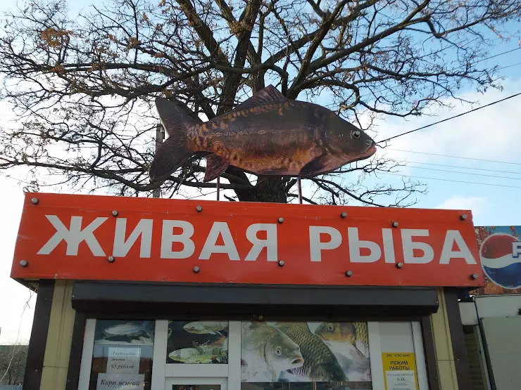 Рыба белгород купить. Белгородрыба. Живая рыба красный надпись. Живая рыба на рынке. Живая рыба Нальчик.