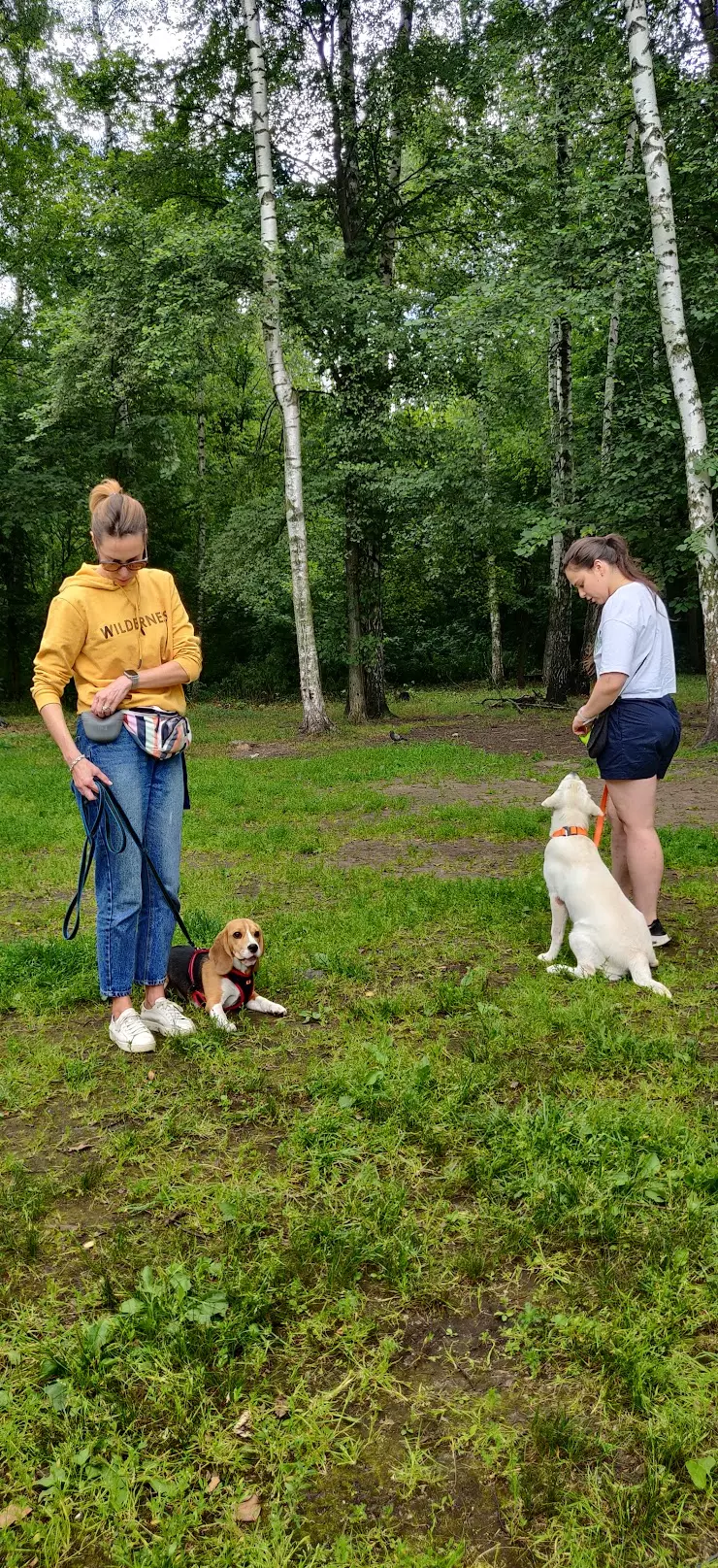 Клуб Догсити - дрессировка собак Dogcity в Москве, 2-й Лучевой просек, Левобережная  улица дом 7 А с 5, 1-я Владимирская ул, дом 20А - фото, отзывы 2024,  рейтинг, телефон и адрес