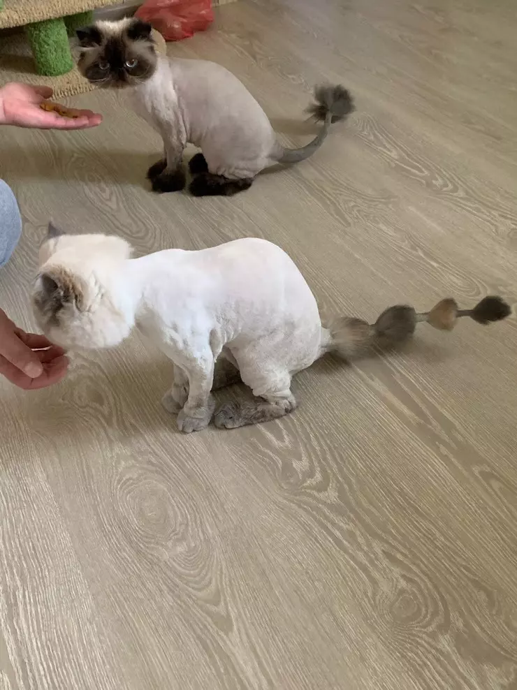 Подстричь кошку в звенигороде