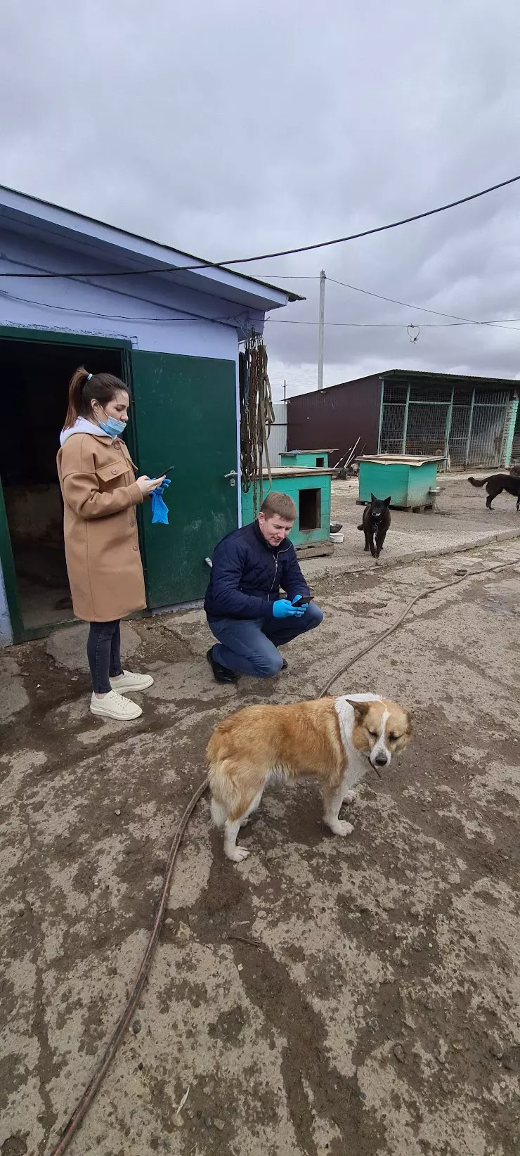 Приют бездомных собак в пос.Столбище в Казани - фото, отзывы 2024, рейтинг,  телефон и адрес