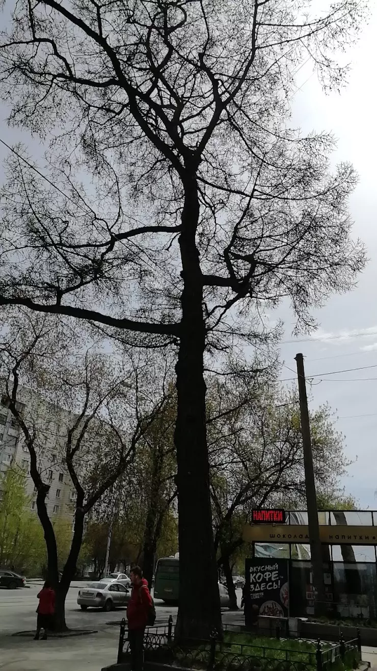 Ботанический Памятник Природы в Екатеринбурге, ул. 8 Марта, 70 - фото,  отзывы 2024, рейтинг, телефон и адрес