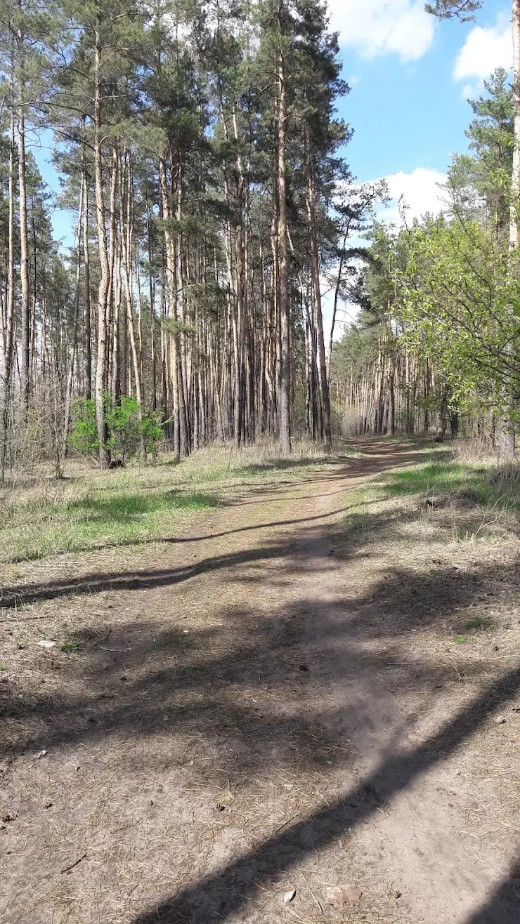 Левобережное кладбище в Воронеже, ул. Димитрова, 149Б - фото, отзывы 2024,  рейтинг, телефон и адрес