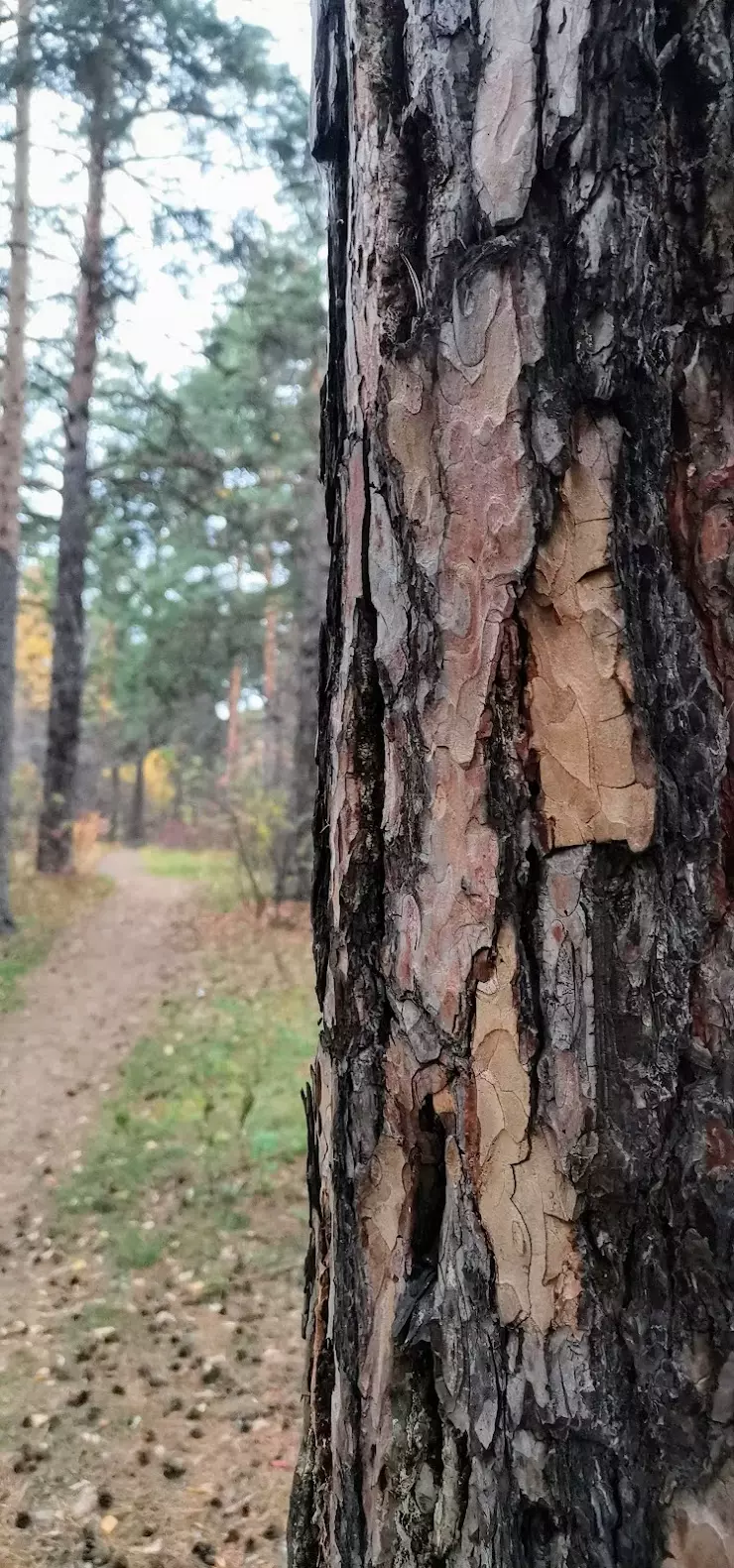 Музей леса в Челябинске, ул. Варненская, 1А - фото, отзывы 2024, рейтинг,  телефон и адрес