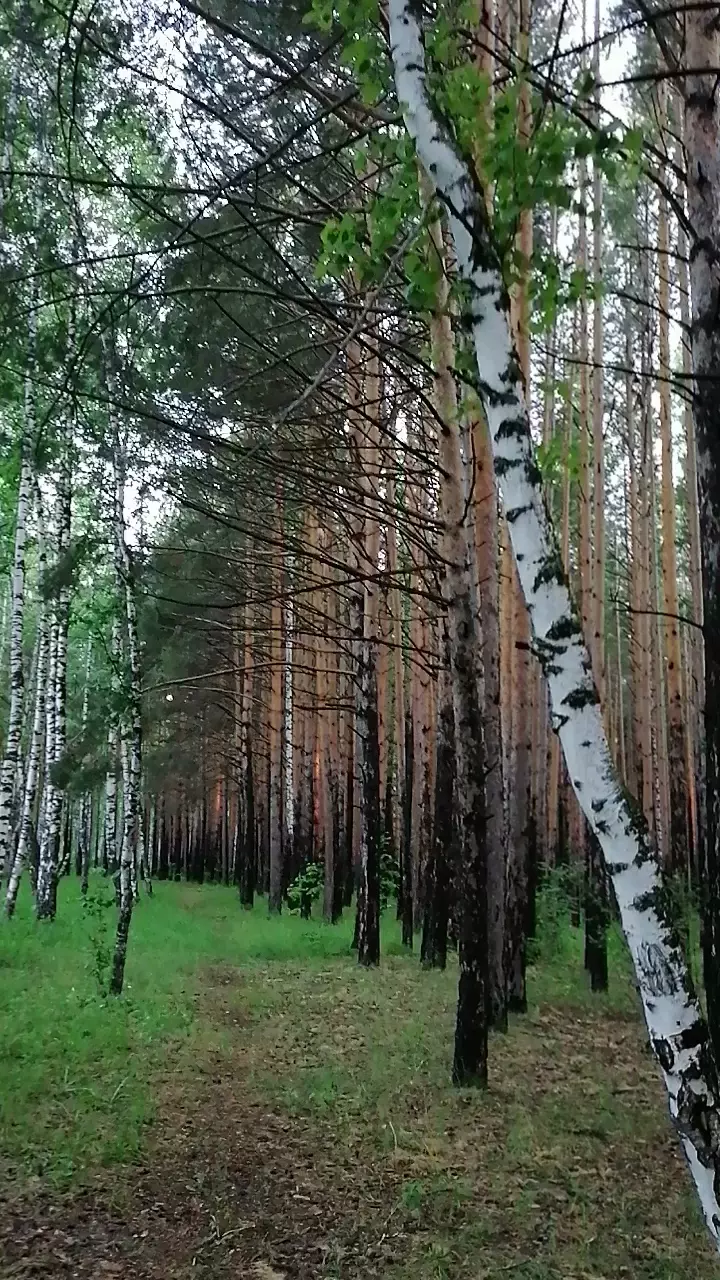 Роща «Академгородок» им. акад. Ваганова в Красноярске - фото, отзывы 2024,  рейтинг, телефон и адрес