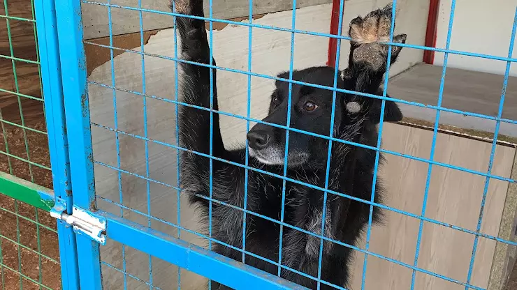 БЕРЕГИНЯ Приют для собак в Наро-Фоминске - фото, отзывы 2024, рейтинг,  телефон и адрес