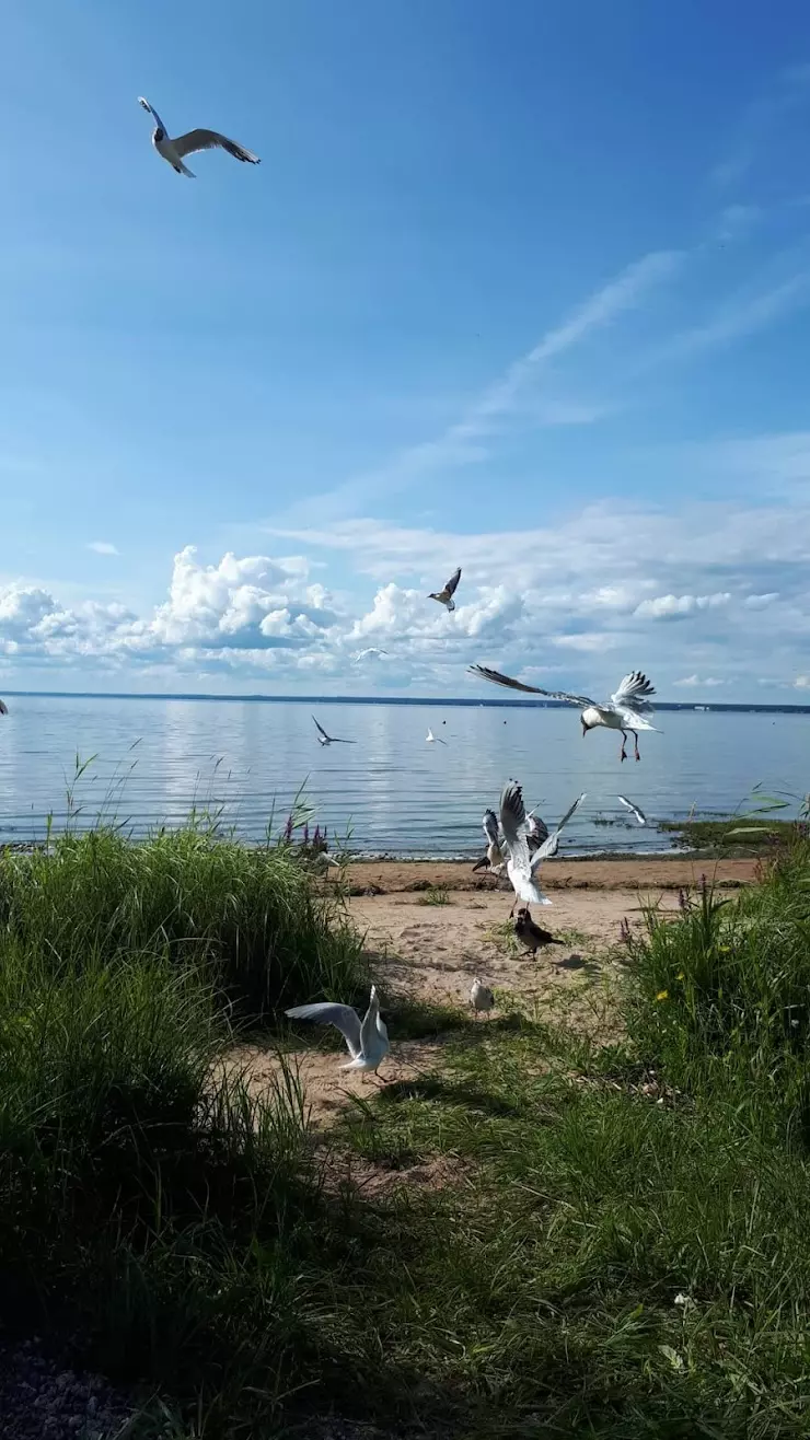 Городская Ветеринарная Клиника в Сестрорецке, Дубковское ш., 38 - фото,  отзывы 2024, рейтинг, телефон и адрес