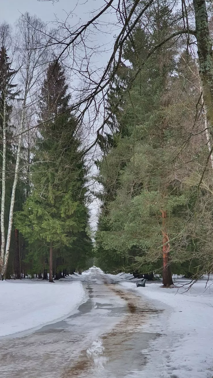 Аллея Молодого Жениха в Павловске, Ленинградской области - фото, отзывы  2024, рейтинг, телефон и адрес