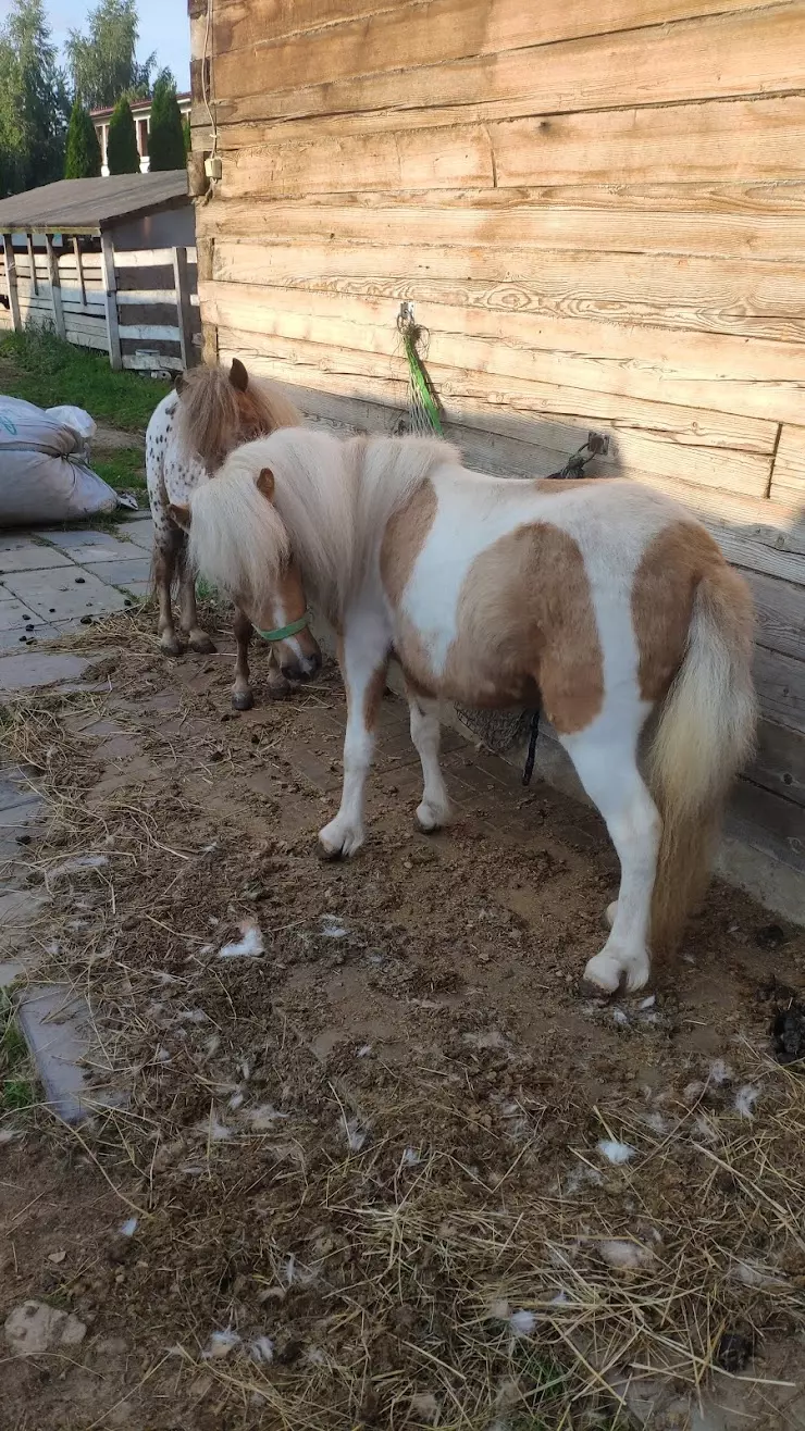 Аппалуза-Пони Клуб (Appaloosa-Pony Club) в Обнинске, ул. Кабицынская -  фото, отзывы 2024, рейтинг, телефон и адрес