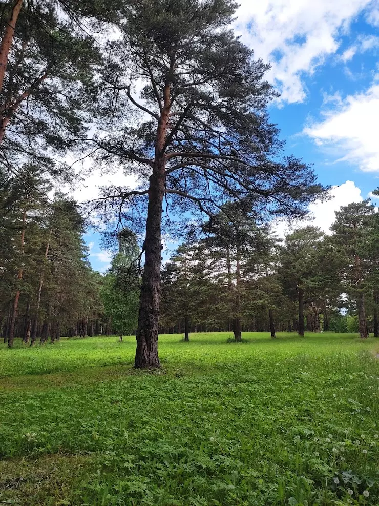 Новокузнецк зенковский парк. Зенковский парк в Прокопьевске. Зенковский парк 2024. Зенковский парк в Прокопьевске 2024. Зеньковский парк Прокопьевск картинки.