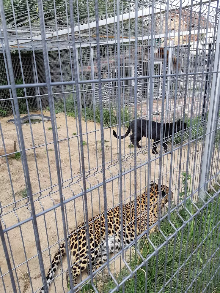 Мини-зоопарки в Тюмени после выхода нового закона: даже кота закрыли в вольере