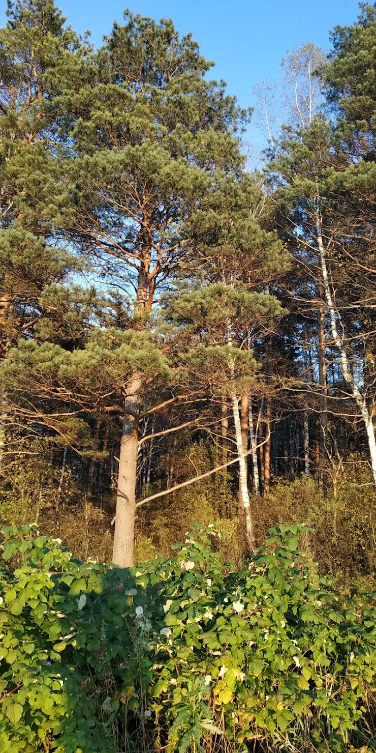 Отделение восстановительного лечения, Городская клиническая больница № 1,  с. Сосновка в Новокузнецке, Речная ул., 8 - фото, отзывы 2024, рейтинг,  телефон и адрес