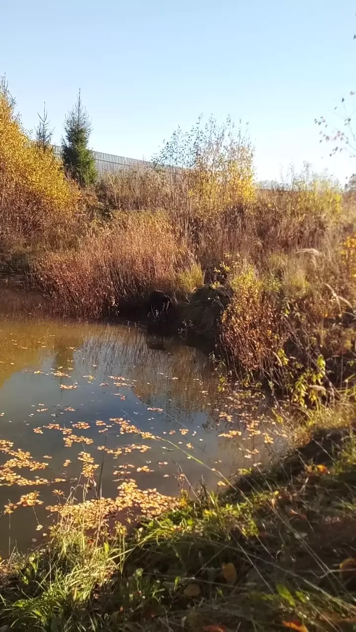 изготовление срубов бань, домов, беседок в Велиже, ул. Рабочая, 41 - фото,  отзывы 2024, рейтинг, телефон и адрес