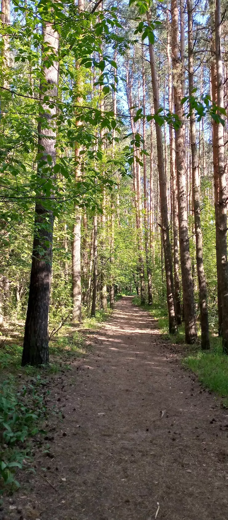 Первомайская роща в Твери, ул. Маршала Конева - фото, отзывы 2024, рейтинг,  телефон и адрес