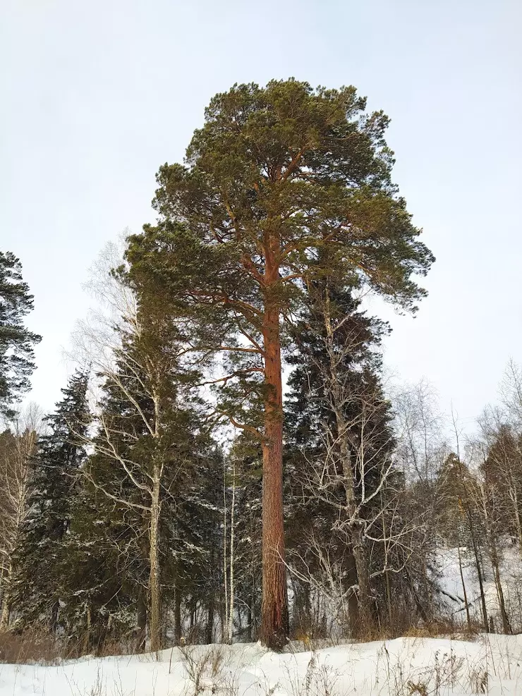 Реликтовая сосна