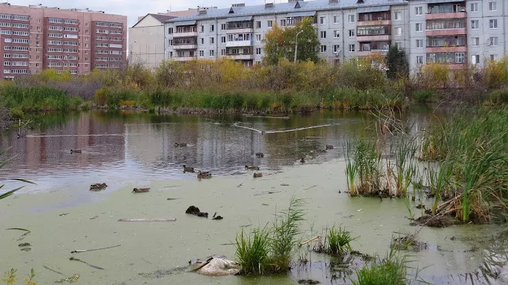 Город на болоте. Болото в Тюмени. Тарманское болото Тюмень. Болото в городе Оренбурге. Болото на Татищева 177.